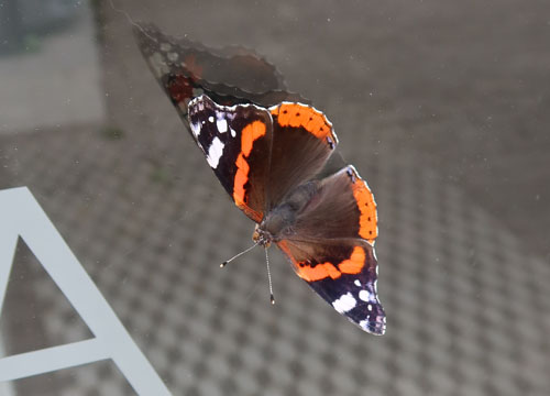 Aug. 2026: stuur vlinder foto’s in