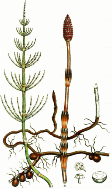 Planten 