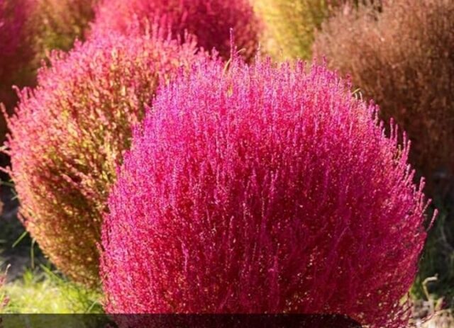 Kochia in winter